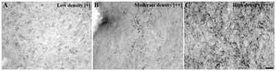 Anatomical Organization of Urocortin 3-Synthesizing Neurons and Immunoreactive Terminals in the Central Nervous System of Non-Human Primates [Sapajus spp.]